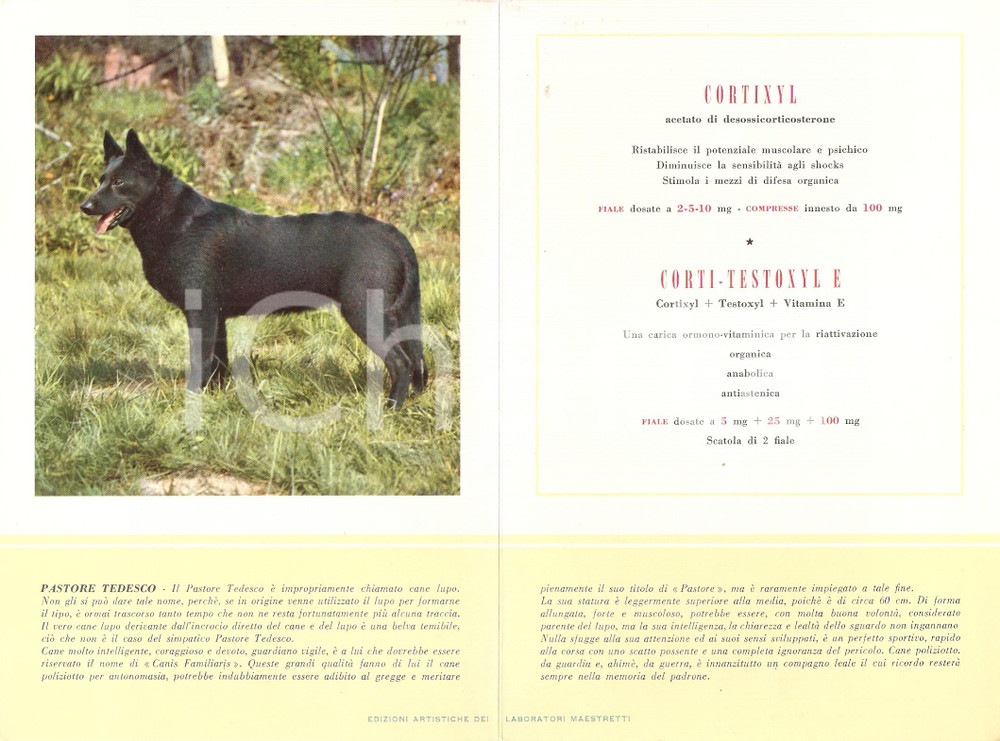 Materiale pubblicitario d’epoca 1956 MILANO Laboratori MAESTRETTI Cortixyl  Scheda PASTORE TEDESCO 2 1
