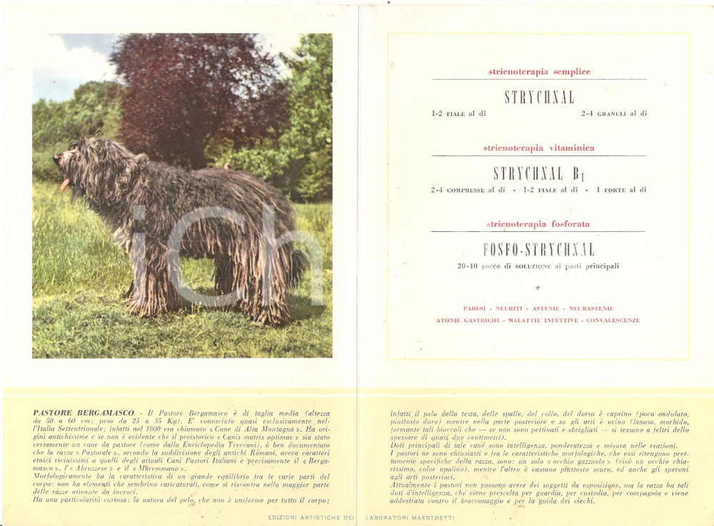 Materiale pubblicitario d’epoca 1956 MILANO Laboratori MAESTRETTI Strychnal  Scheda PASTORE BERGAMASCO 2 1