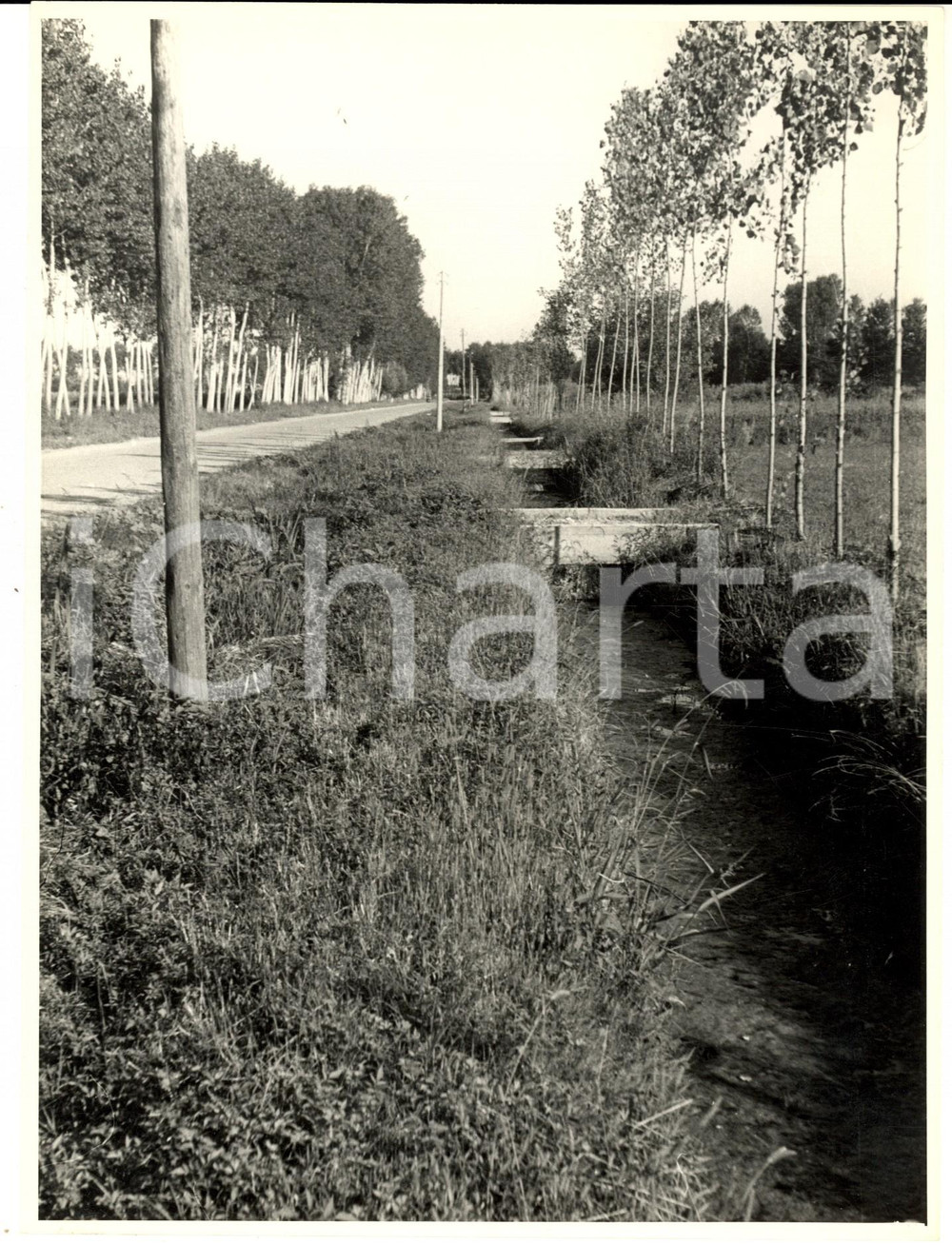 Fotografia d epoca originale 1950 ca SUARDI PV Veduta di campagna con fosso irriguo  Foto artistica 1