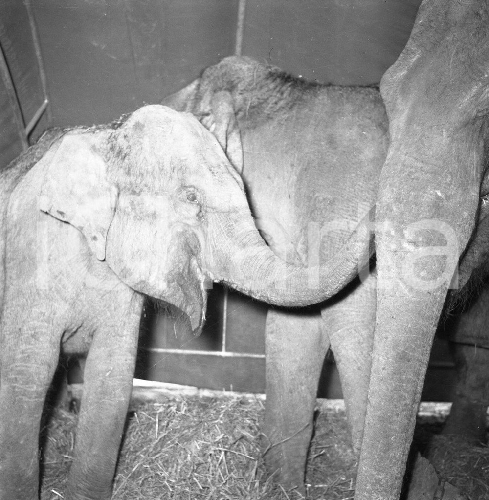 1953 BRESCIA gli elefanti del Circo Togni a riposo NEGATIVO ORIGINALE Nel negativo il Circo Darix TogniNegativo originale in bianco e nero su pellicola.  E' SEVERAMENTE VIETATA LA RIPRODUZIONE.TUTTI I DIRITTI SONO RISERVATI.ICharta mette in vendita, sul negozio eBay e in esclusiva sul sito "icharta" il proprio archivio composto da numerose diapositive e negativi fotografici d'epoca, tutti originali e autentici.Si tratta di uno sguardo inedito sull'attualità, la politica, la vita quotidiana, il gossip e la cultura, che fotografa il cambiamento della nazione (e non solo) tra il 1890 ed il 1990 circa. Un'occasione unica per il mercato del collezionismo, che vede finalmente disponibile un archivio eccezionale per vastità, tematiche e condizioni, in un settore (il negativo fotografico e la diapositiva) di assoluta novità e dalle interessanti prospettive di investimento. CONDIZIONI:FAIR/discretoFORMATO: cm 6 x 6 originale e autentica 1