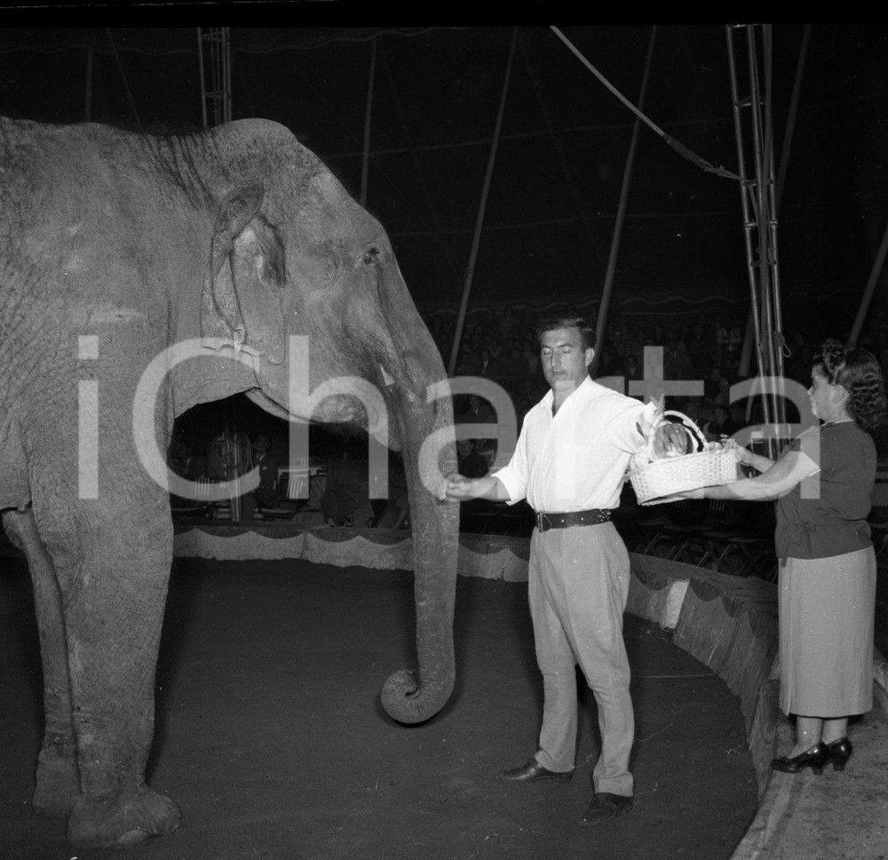 1953 BRESCIA elefanti del Circo Darix Togni  NEGATIVO ORIGINALE 3 Nel negativo il Circo Darix TogniNegativo originale in bianco e nero su pellicola.  E' SEVERAMENTE VIETATA LA RIPRODUZIONE.TUTTI I DIRITTI SONO RISERVATI.ICharta mette in vendita, sul negozio eBay e in esclusiva sul sito "icharta" il proprio archivio composto da numerose diapositive e negativi fotografici d'epoca, tutti originali e autentici.Si tratta di uno sguardo inedito sull'attualità, la politica, la vita quotidiana, il gossip e la cultura, che fotografa il cambiamento della nazione (e non solo) tra il 1890 ed il 1990 circa. Un'occasione unica per il mercato del collezionismo, che vede finalmente disponibile un archivio eccezionale per vastità, tematiche e condizioni, in un settore (il negativo fotografico e la diapositiva) di assoluta novità e dalle interessanti prospettive di investimento. CONDIZIONI:FAIR/discretoFORMATO: cm 6 x 6 originale e autentica 1