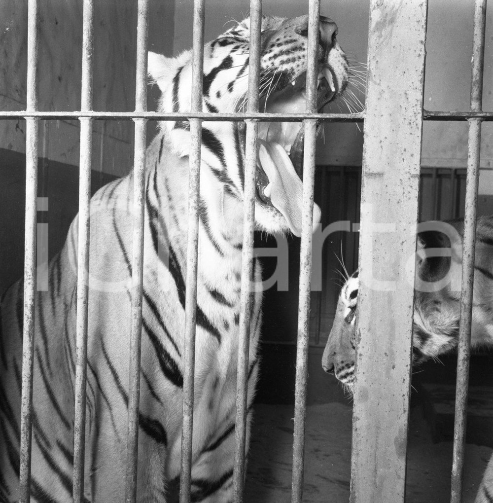 1953 BRESCIA CIRCO DARIX TOGNI tigri in gabbia  *NEGATIVO ORIGINALE 7 Negativo originale in bianco e nero su pellicola.  E' SEVERAMENTE VIETATA LA RIPRODUZIONE.TUTTI I DIRITTI SONO RISERVATI.ICharta mette in vendita, sul negozio eBay e in esclusiva sul sito "icharta" il proprio archivio composto da numerose diapositive e negativi fotografici d'epoca, tutti originali e autentici.Si tratta di uno sguardo inedito sull'attualità, la politica, la vita quotidiana, il gossip e la cultura, che fotografa il cambiamento della nazione (e non solo) tra il 1890 ed il 1990 circa. Un'occasione unica per il mercato del collezionismo, che vede finalmente disponibile un archivio eccezionale per vastità, tematiche e condizioni, in un settore (il negativo fotografico e la diapositiva) di assoluta novità e dalle interessanti prospettive di investimento. CONDIZIONI:FAIR/discretoFORMATO: cm 6 x 6 originale e autentica 1