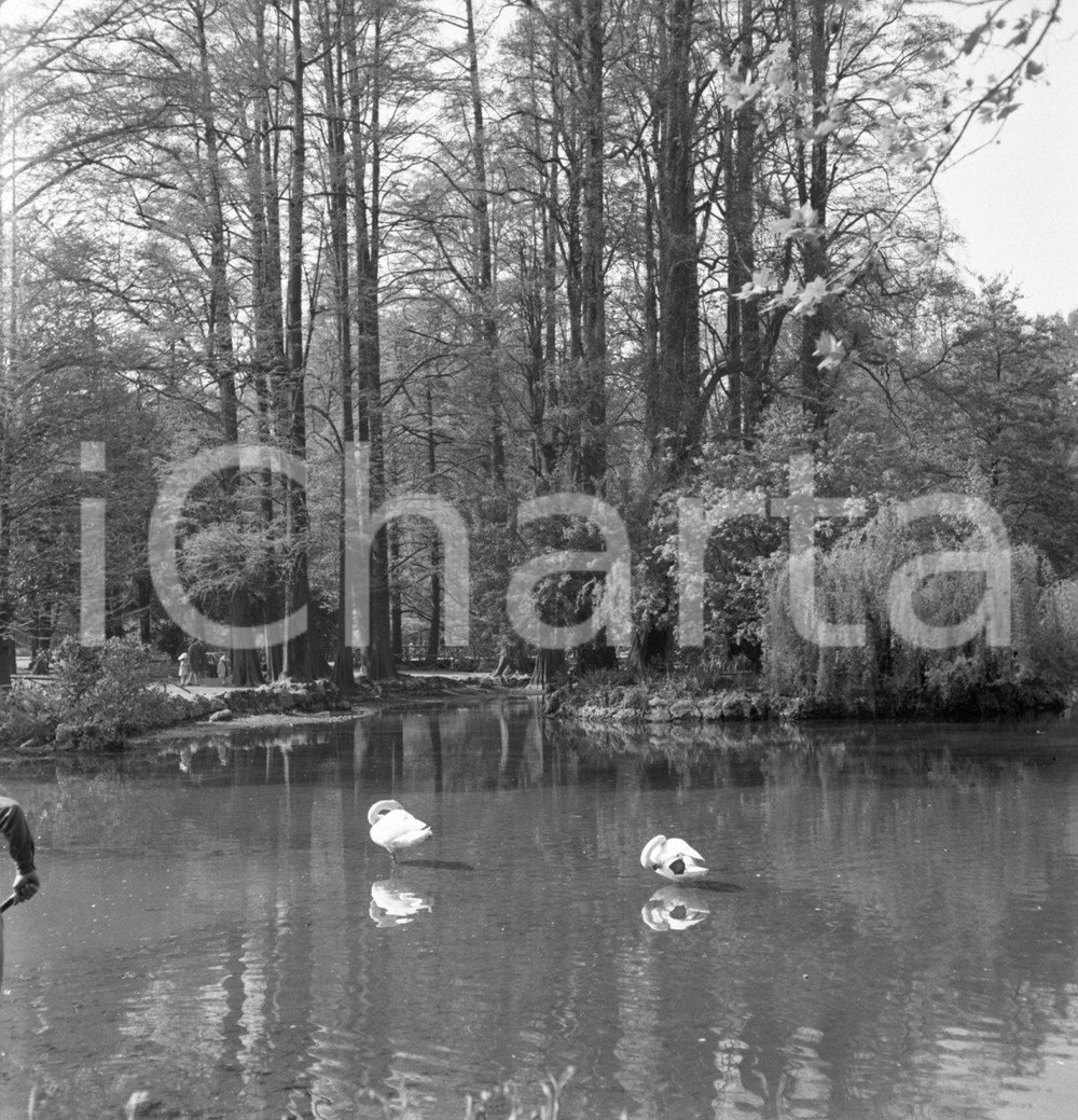 1965 ca MILANO Giardini di Porta Venezia NEGATIVO ORIGINALE 3 Negativo originale d'epoca,  in bianco e nero, su pellicola.Per i diritti rivolgersi a ICharta.ICharta mette in vendita, sul negozio eBay e in esclusiva sul sito "icharta" il proprio archivio composto da numerose diapositive e negativi fotografici d'epoca, tutti originali e autentici.Si tratta di uno sguardo inedito sull'attualità, la politica, la vita quotidiana, il gossip e la cultura, che fotografa il cambiamento della nazione (e non solo) tra il 1890 ed il 1990 circa. Un'occasione unica per il mercato del collezionismo, che vede finalmente disponibile un archivio eccezionale per vastità, tematiche e condizioni, in un settore (il negativo fotografico e la diapositiva) di assoluta novità e dalle interessanti prospettive di investimento. CONDIZIONI:FAIR/discretoFORMATO: cm 6 x 6  originale e autentica 1