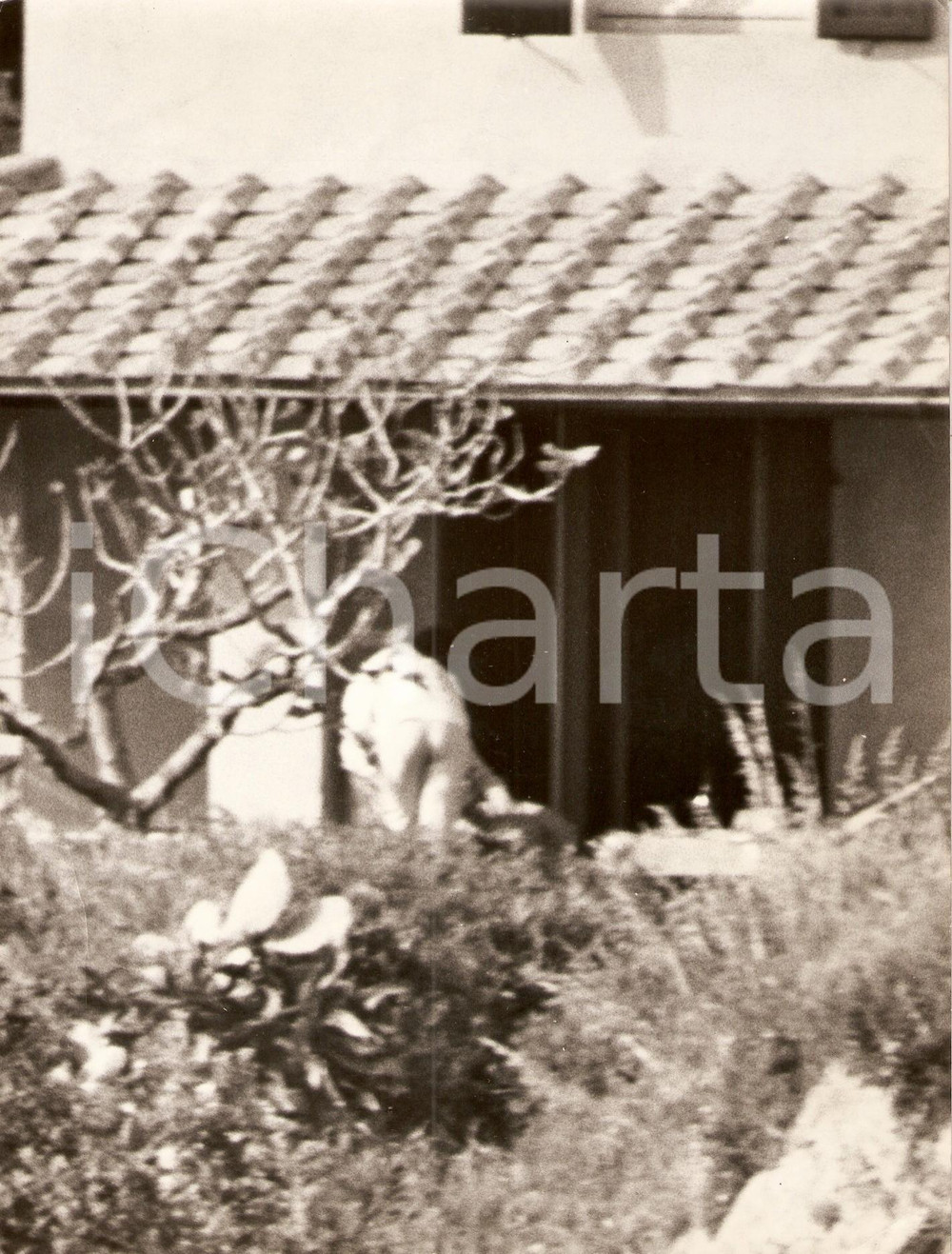 Fotografia d epoca originale 1965 ca CALA PICCOLA Argentario Liz TAYLOR kisses Richard BURTON Paparazzi 2 1