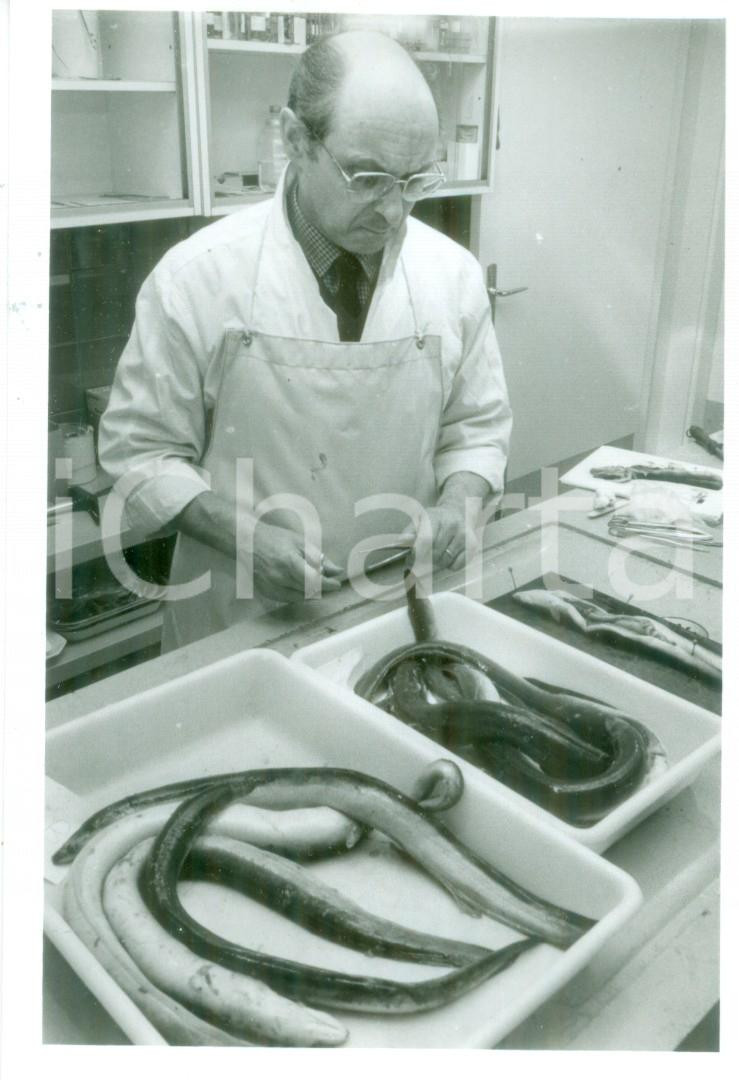 Fotografia d epoca originale 1986 SVIZZERA DISASTRO SANDOZ Inquinamento del RENO Ecatombe di anguille Foto 1