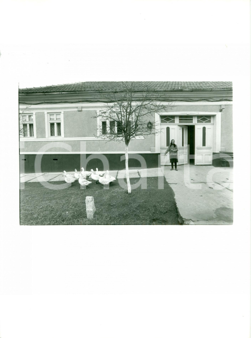 Fotografia d epoca originale 1991 ROMANIA Contadina della Regione del BANAT nutre oche Foto 1