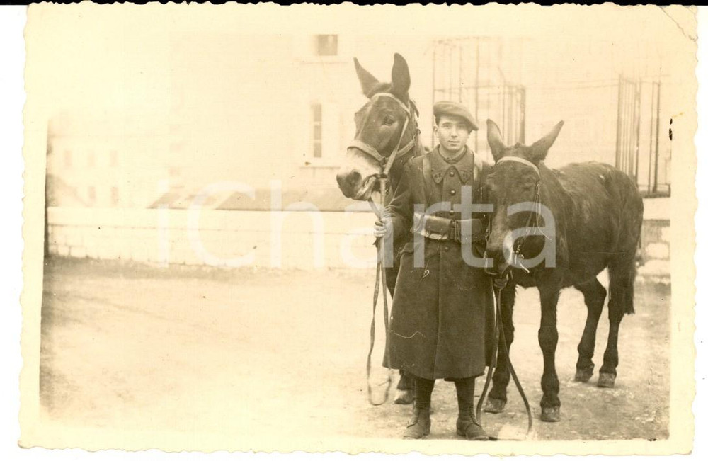 Fotografia d epoca originale 1941 WW2 MARSEILLE Ufficiale 43° reggimento fanteria con due muli Foto 1