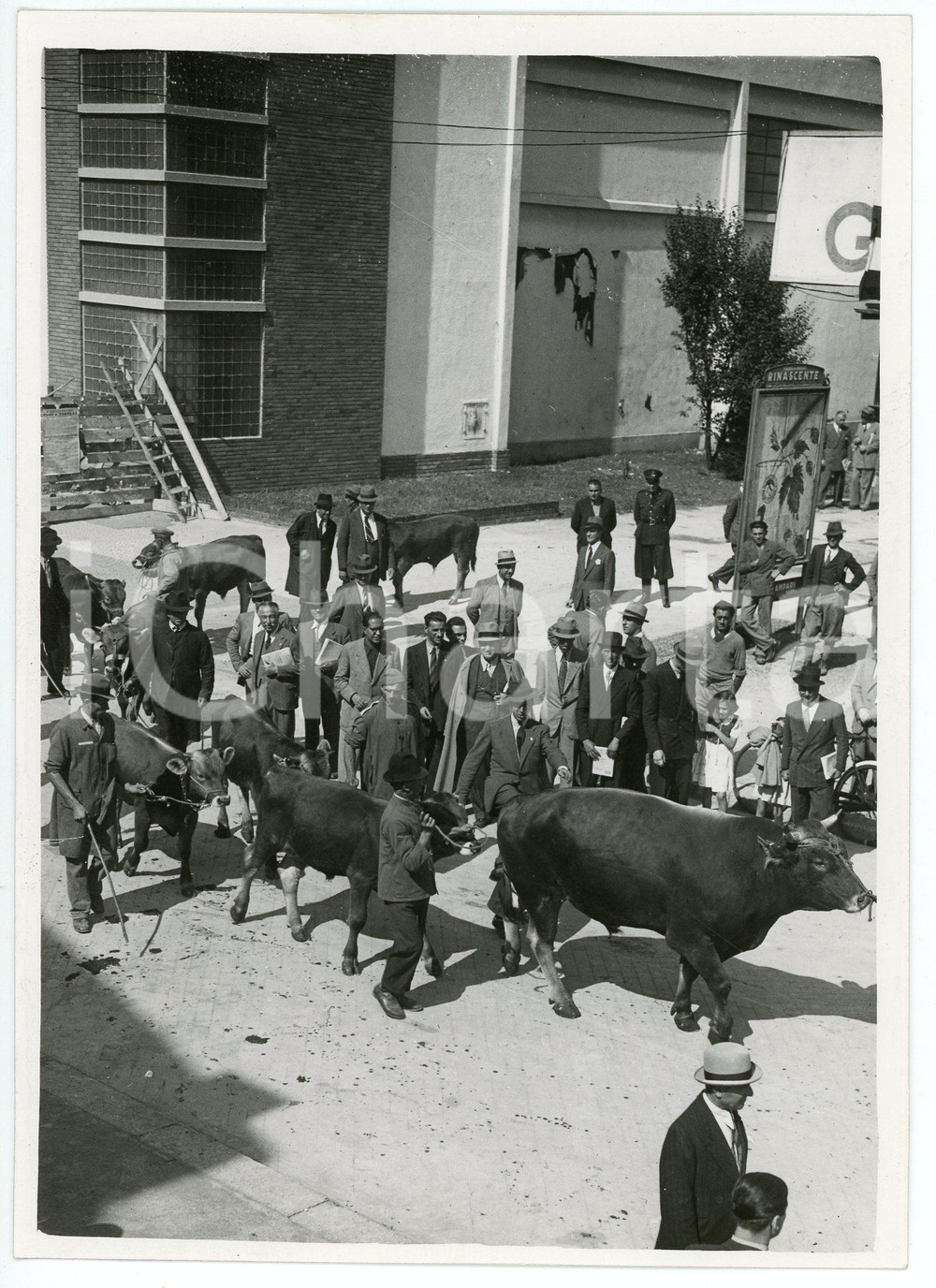 Fotografia d epoca originale 1939 MILANO Fiera Campionaria  Sfilata tori e torelli migliori  Foto 13x18 cm 1