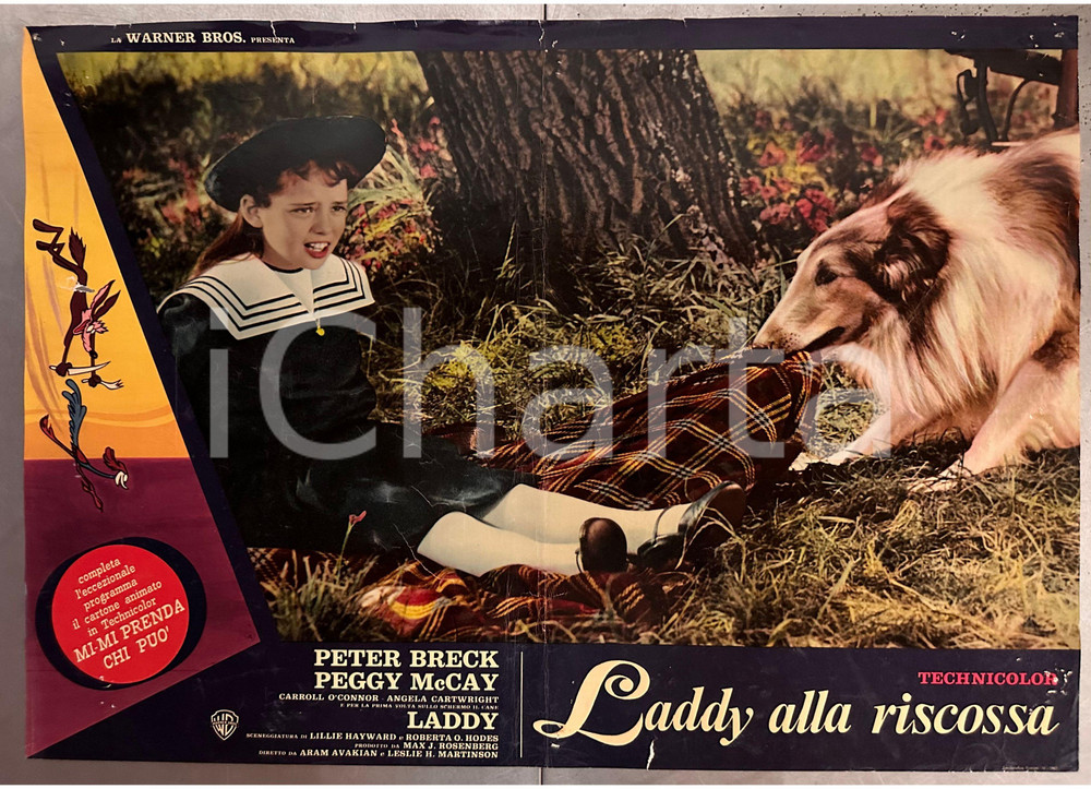 Materiale cinematografico d’epoca 1962 Peter BRECK Peggy McCAY Laddy alla riscossa  Fotobusta poster 67x47 cm 1