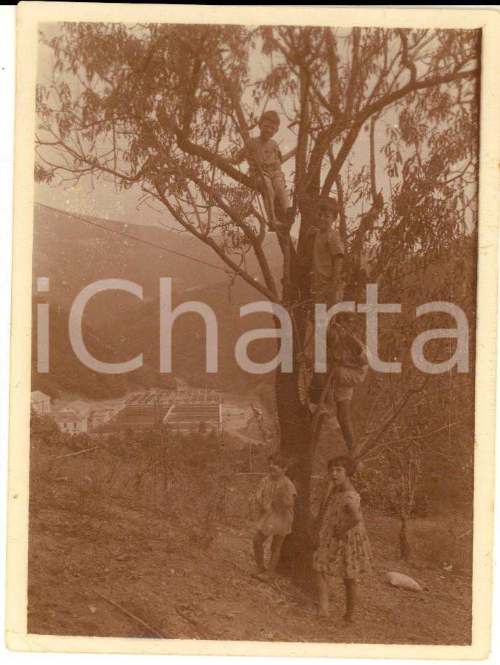 Fotografia d epoca originale 1928 MIGNANEGO / GIOVI GE Ritratto di bambini su un albero  Foto 9x12 1