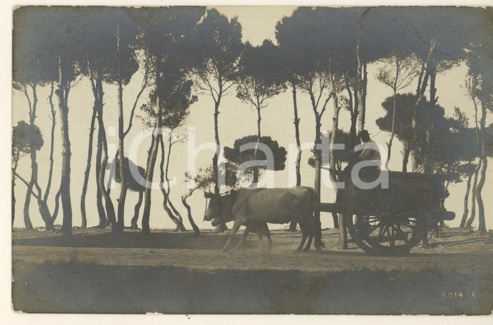 Fotografia d epoca originale 1920 ca CAMPAGNA TOSCANA ? Carro con buoi Foto COSTUME 14x9 cm 1