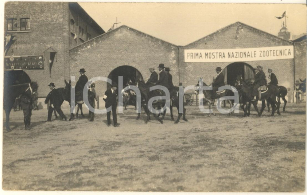 Fotografia d epoca originale 1930 MILANO Fiera Campionaria  Prima Mostra Nazionale Zootecnica  Asini Foto 1