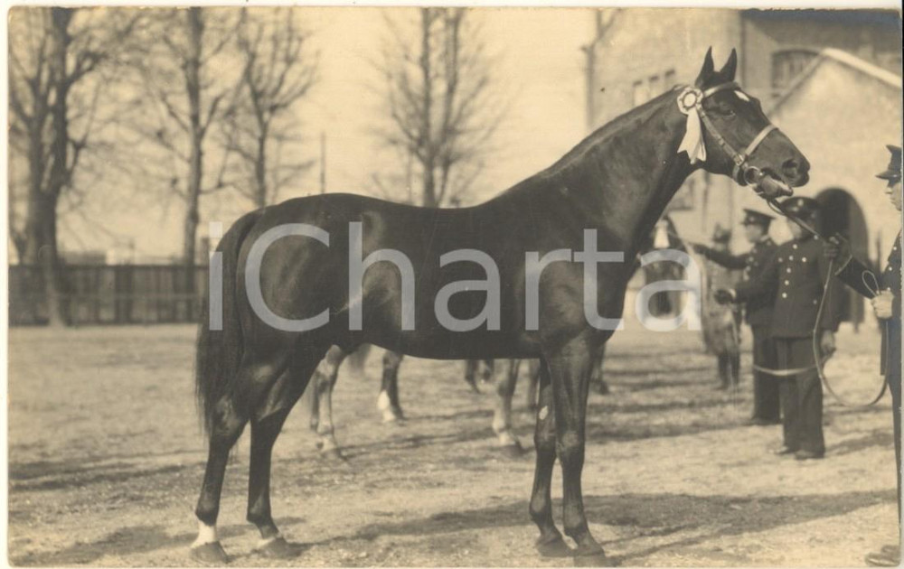 Fotografia d epoca originale 1930 MILANO Fiera  1 Mostra Nazionale Zootecnica  Cavallo Omero FOGGIA Foto 1