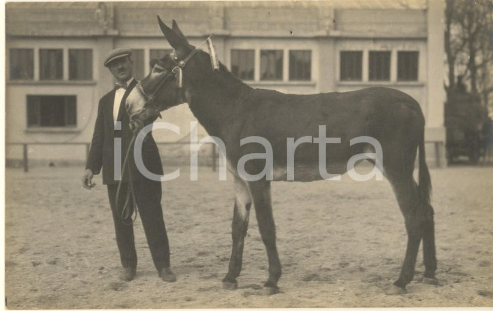 Fotografia d epoca originale 1930 MILANO Fiera  1 Mostra Nazionale Zootecnica  Asino dei Pirenei  Foto 1