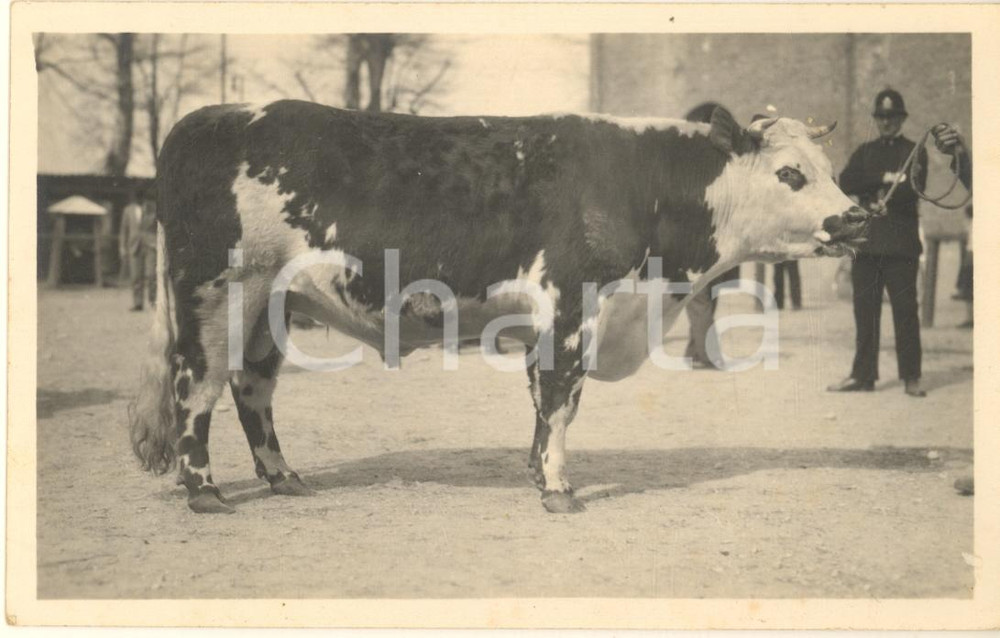Fotografia d epoca originale 1930 MILANO Fiera 1 Mostra Nazionale Zootecnica  Mucca razza Normanna  Foto 1