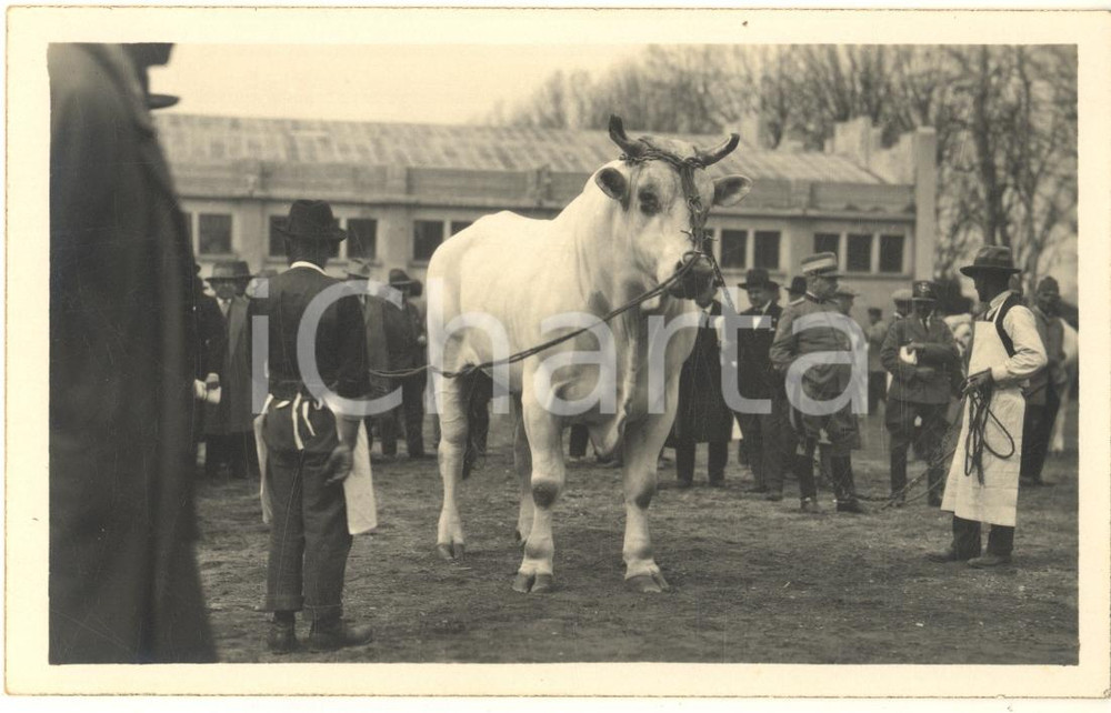 Fotografia d epoca originale 1930 MILANO Fiera  1 Mostra Nazionale Zootecnica  Toro razza chianina Foto 1
