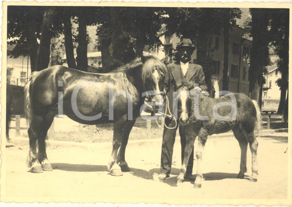 Fotografia d epoca originale 1940 ca SONDRIO Mostra equina  Cavallo e puledro Foto 15x10 cm 2 1