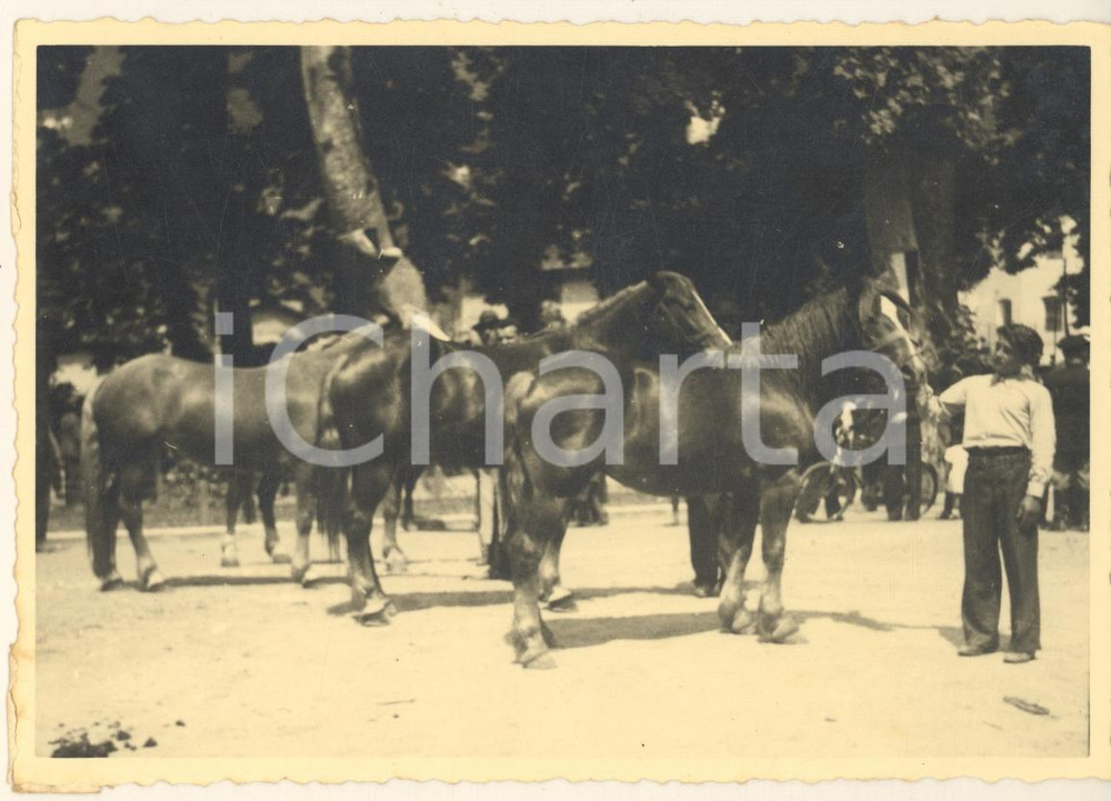 Fotografia d epoca originale 1940 ca SONDRIO Mostra equina  Gruppo di cavalli Foto 15x10 cm 2 1