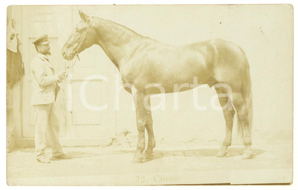 Fotografia d epoca originale 1900 ca ITALIA  Cavallo tenuto per le briglie  Foto cartolina 14x9 cm 1