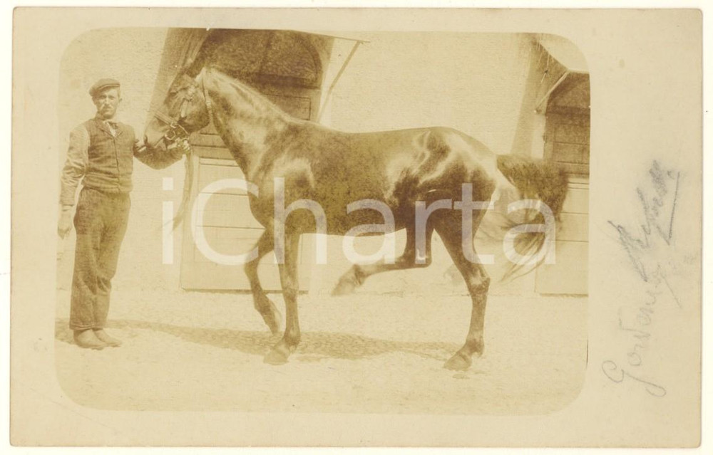Fotografia d epoca originale 1900 ca ITALIA  Cavallo tenuto per le briglie  Foto cartolina 14x9 cm 2 1
