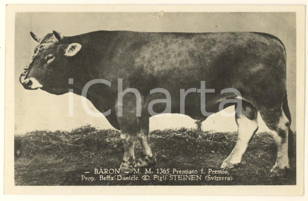 Cartolina originale da collezione 1930 ca ZOOTECNICA  STEINEN  Toro BARON Propr. Beffa Daniele  Cartolina 14x9 1