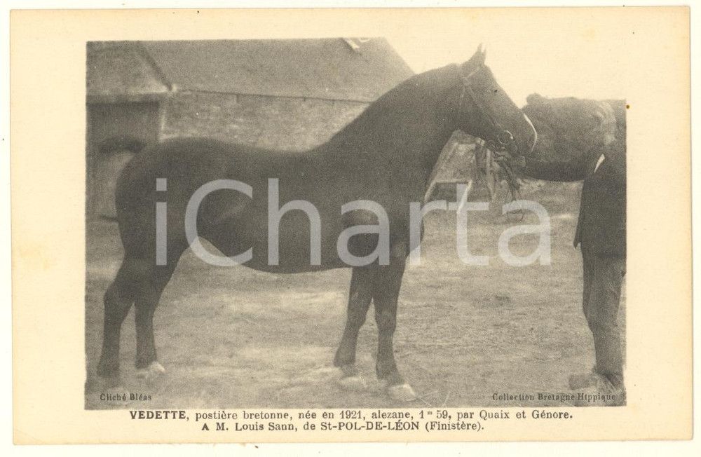 Cartolina originale da collezione 1925 ca BRETAGNE HIPPIQUE  VEDETTE postière bretonne à Louis Sann  Postcard 1