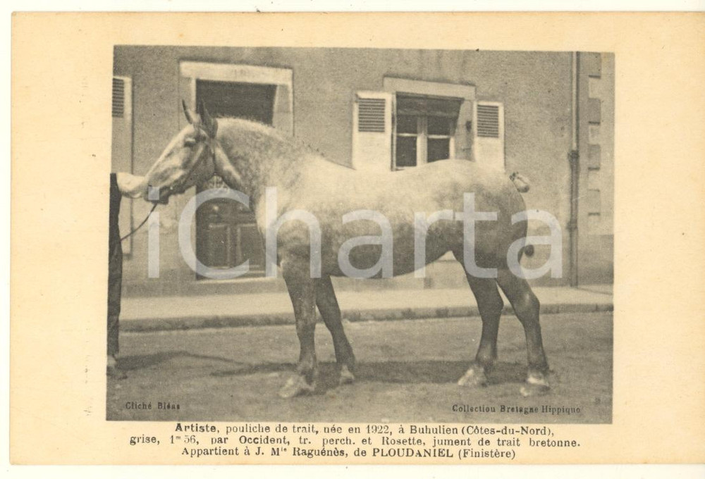 Cartolina originale da collezione 1925 ca BRETAGNE HIPPIQUE  PLOUDANIEL  ARTISTE pouliche de trait  Postcard 1