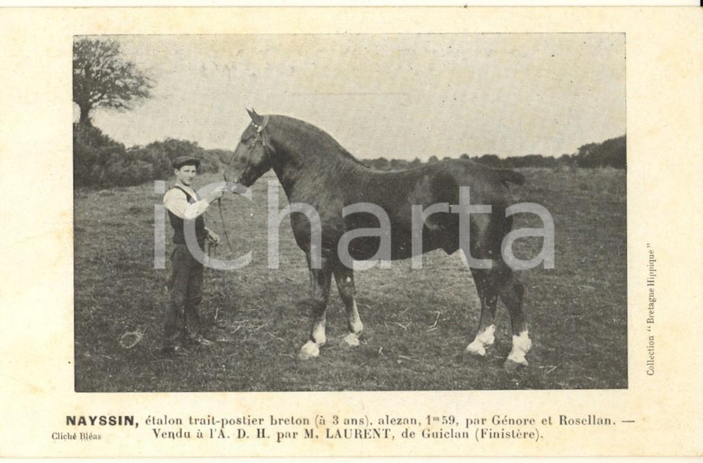Cartolina originale da collezione 1925 ca BRETAGNE HIPPIQUE  NAYSSIN étalon traitpostier breton  Postcard 1