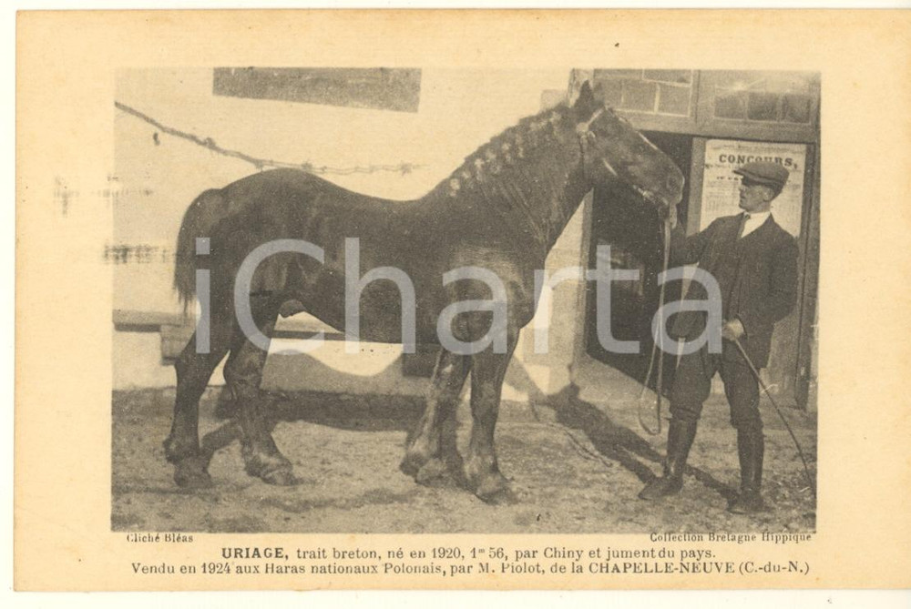 Cartolina originale da collezione 1925 ca BRETAGNE HIPPIQUE  URIAGE trait breton né en 1920  Postcard 1