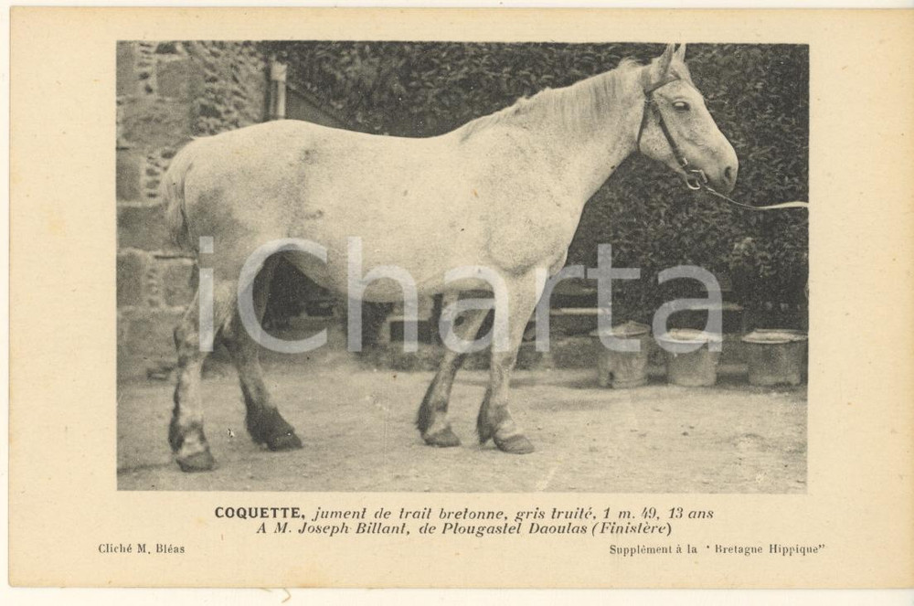 Cartolina originale da collezione 1925 ca BRETAGNE HIPPIQUE  COQUETTE jument de trait bretonne  Postcard 1
