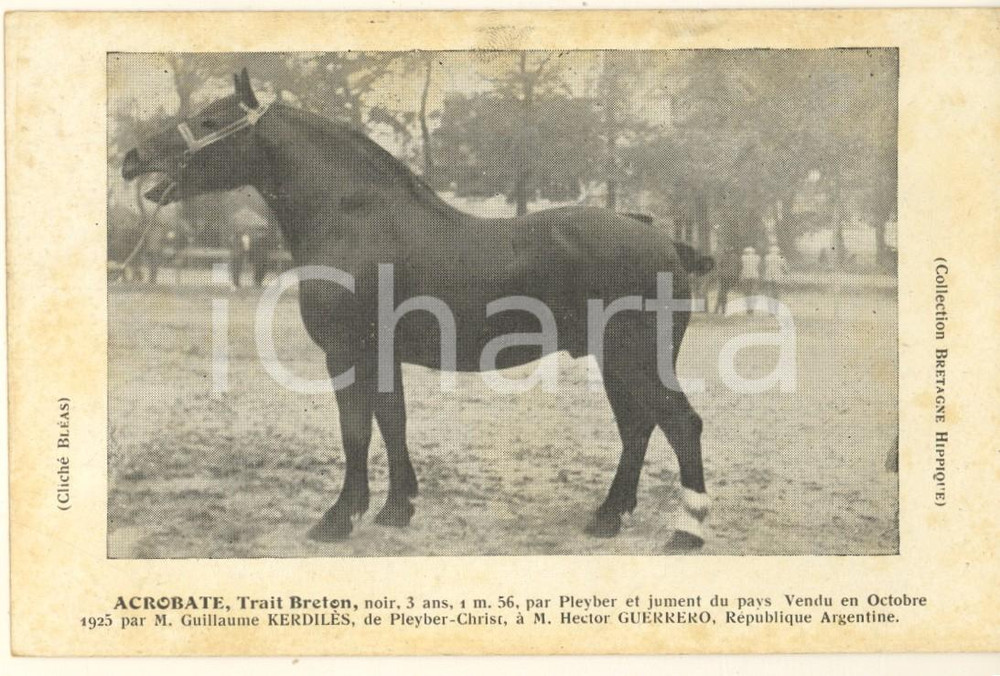 Cartolina originale da collezione 1926 BRETAGNE HIPPIQUE  ACROBATE trait breton vendu par KERDILES  Postcard 1