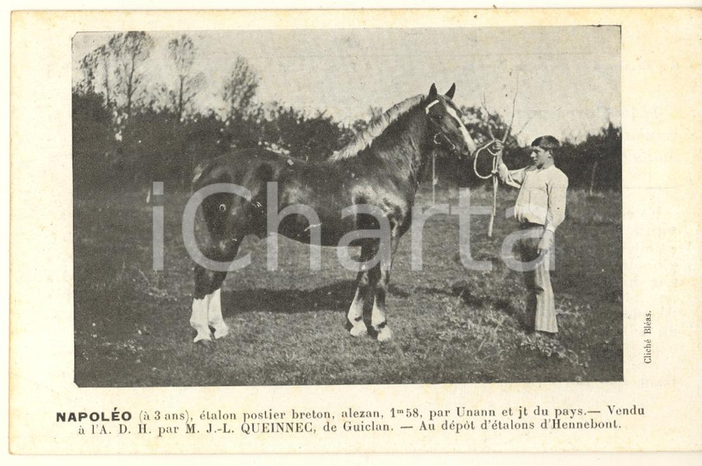 Cartolina originale da collezione 1926 BRETAGNE HIPPIQUE  HENNEBONT  NAPOLEO étalon postier breton  Postcard 1