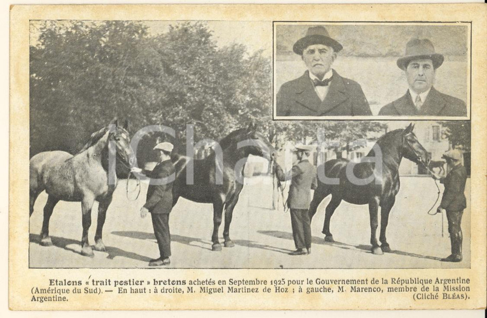 Cartolina originale da collezione 1925 ca BRETAGNE HIPPIQUE  Etalons trait postier breton vers l Argentine 1