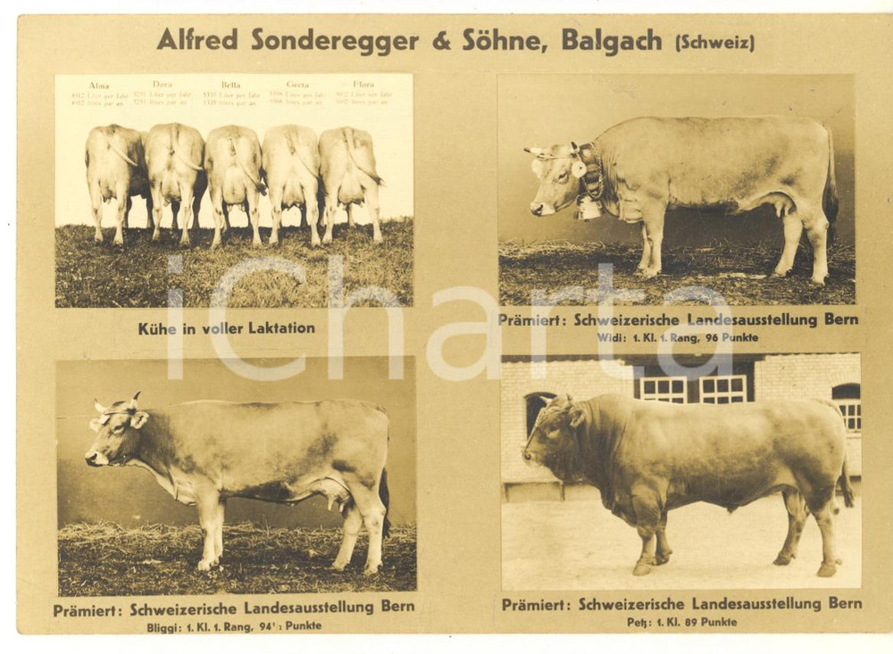 Cartolina originale da collezione 1930 ca BALGACH SCHWEIZ Ditta Alfred SONDEREGGER & Sohne  Bovini Cartolina 1