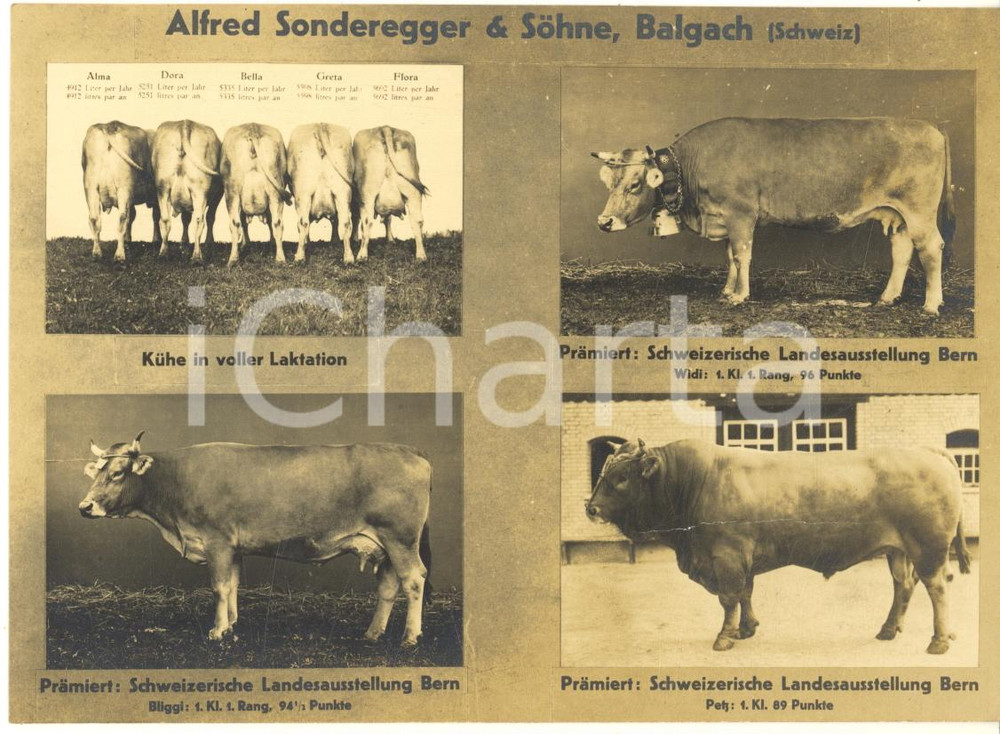 Cartolina originale da collezione 1930 ca BALGACH SCHWEIZ Ditta Alfred SONDEREGGER & Sohne  Bovini Cartolina 1