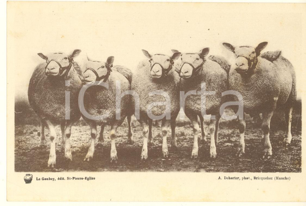 Materiale pubblicitario d’epoca 1930 ca FRANCE Syndicat Propagande Elevage de la Manche  Moutons TEXEL Carte 1