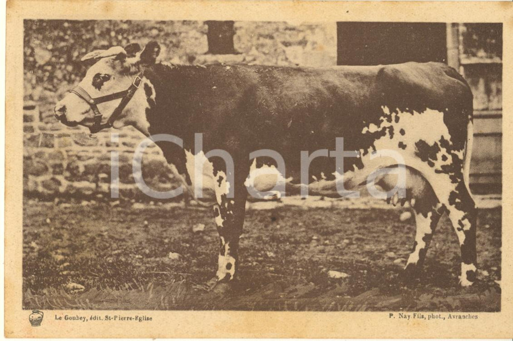 Materiale pubblicitario d’epoca 1930 ca FRANCE Syndicat Propagande Elevage de la Manche  Vache Normande Carte 1