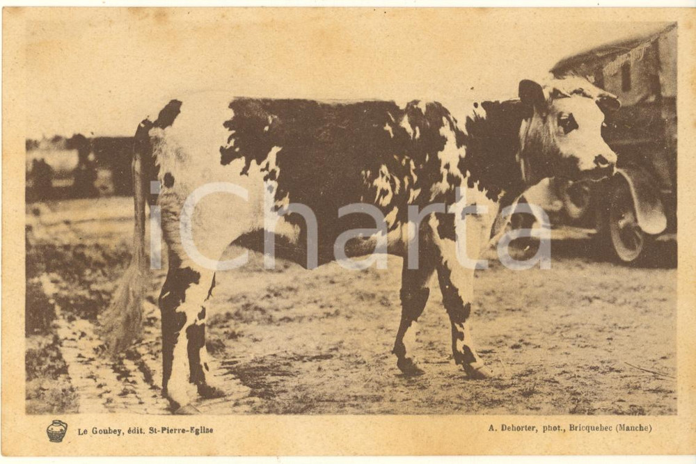 Materiale pubblicitario d’epoca 1930 ca FRANCE Syndicat Propagande Elevage de la Manche  Vache Normande Carte 1