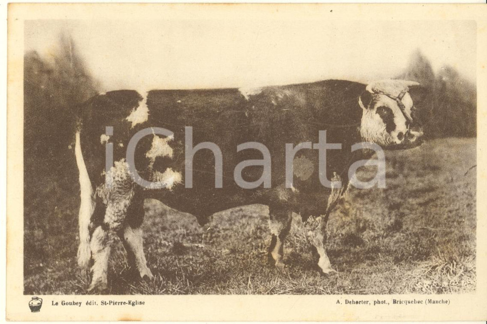 Materiale pubblicitario d’epoca 1930 ca FRANCE Syndicat Propagande Elevage de la Manche  Taureau race Normande 1