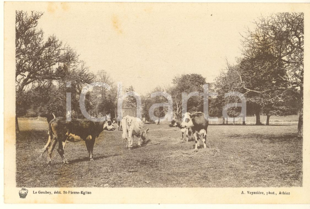 Materiale pubblicitario d’epoca 1930 ca FRANCE Syndicat Propagande Elevage de la Manche  Bovins race Normande 1