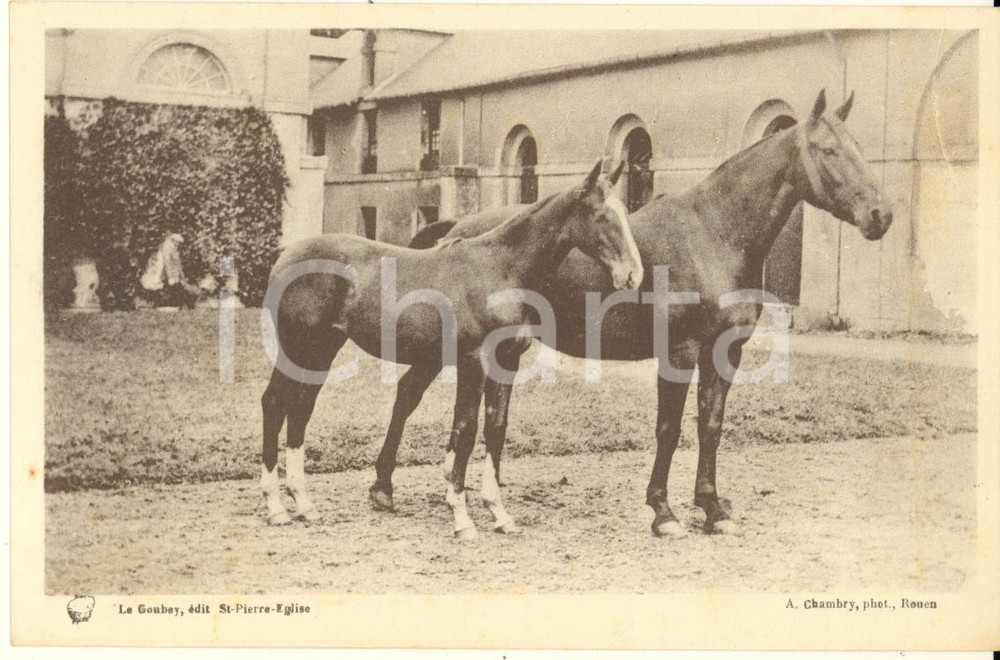 Materiale pubblicitario d’epoca 1930 ca FRANCE Syndicat Propagande Elevage de la Manche  Chevaux Carte 1