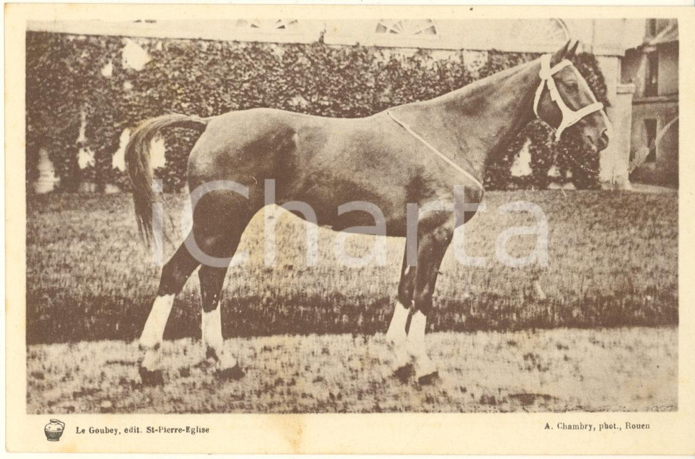 Materiale pubblicitario d’epoca 1930 ca FRANCE Syndicat Propagande Elevage de la Manche  Cheval Carte 1