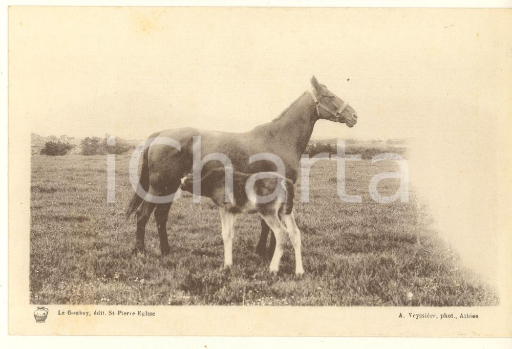 Materiale pubblicitario d’epoca 1930 ca FRANCE Syndicat Propagande Elevage de la Manche  Jument et poulain 1