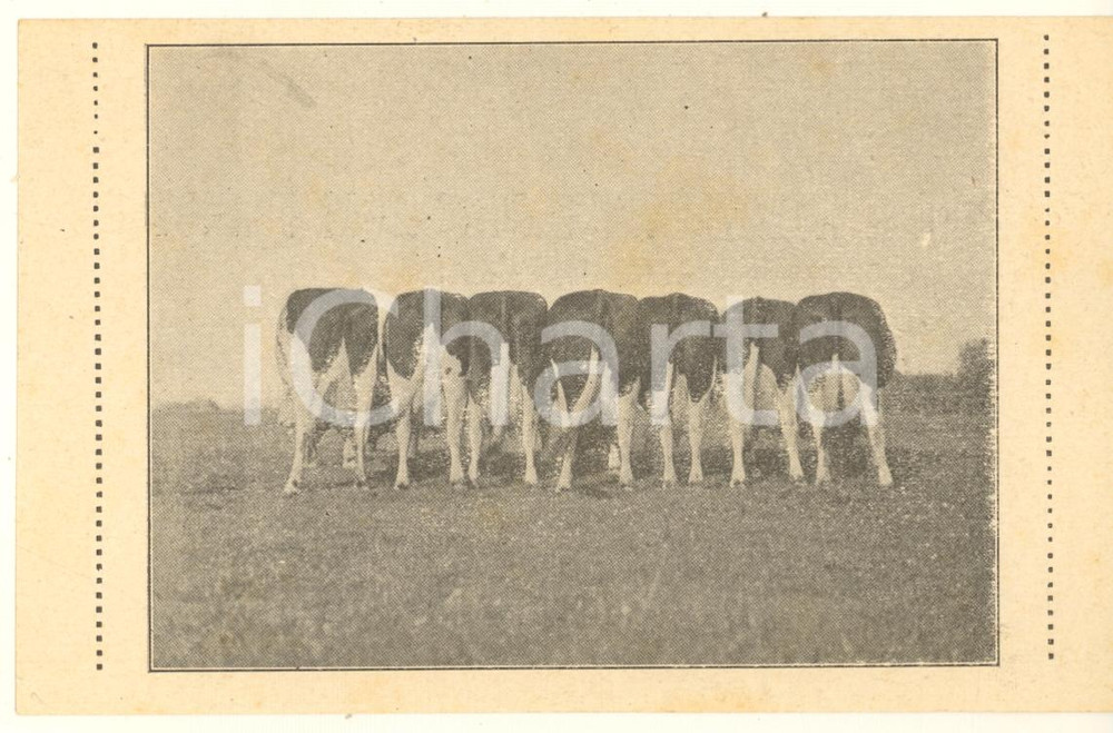 Materiale pubblicitario d’epoca 1910 ca Louis WILLIAMS Allevatori Olandesi  Cyriel PAUWELS Biglietto 1