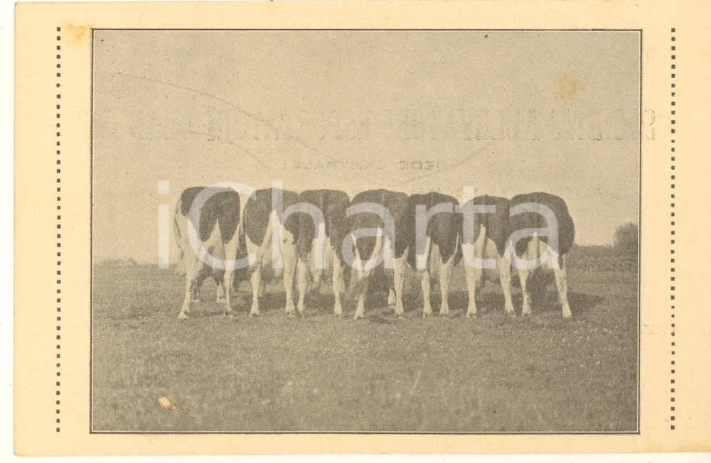 Materiale pubblicitario d’epoca 1910 ca Louis WILLIAMS Allevatori Olandesi  Cyriel PAUWELS  Biglietto 1