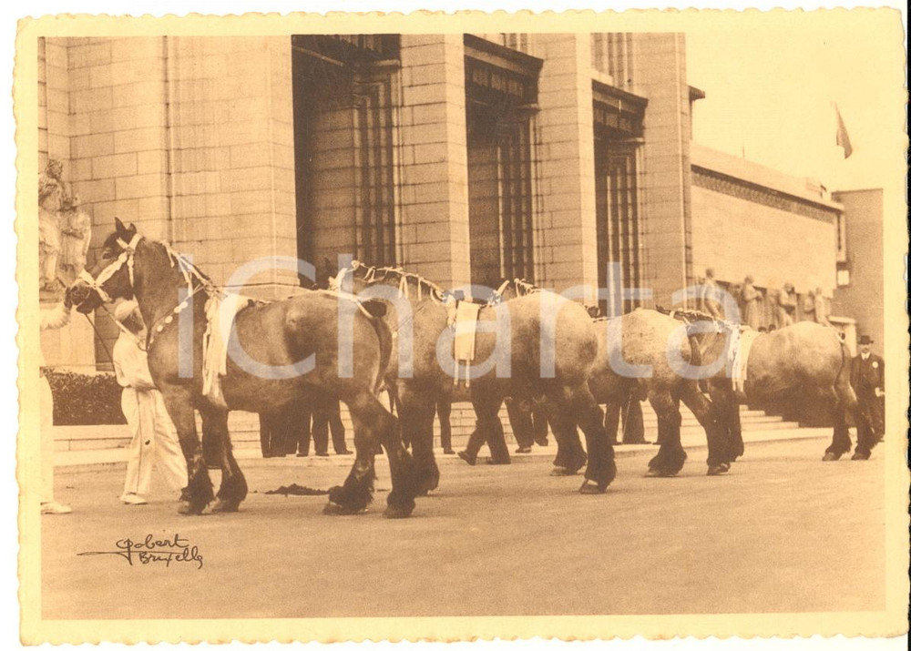 Cartolina originale da collezione 1938 BELGIQUE Cheval de trait belge  Concours  Fougère de la Tourette POSTCARD 1