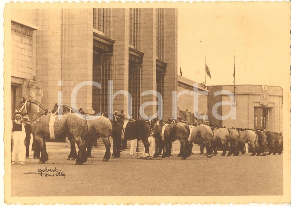 Cartolina originale da collezione 1938 BELGIQUE Cheval de trait belge  Concours  Espoir de Quaregnon Postcard 1