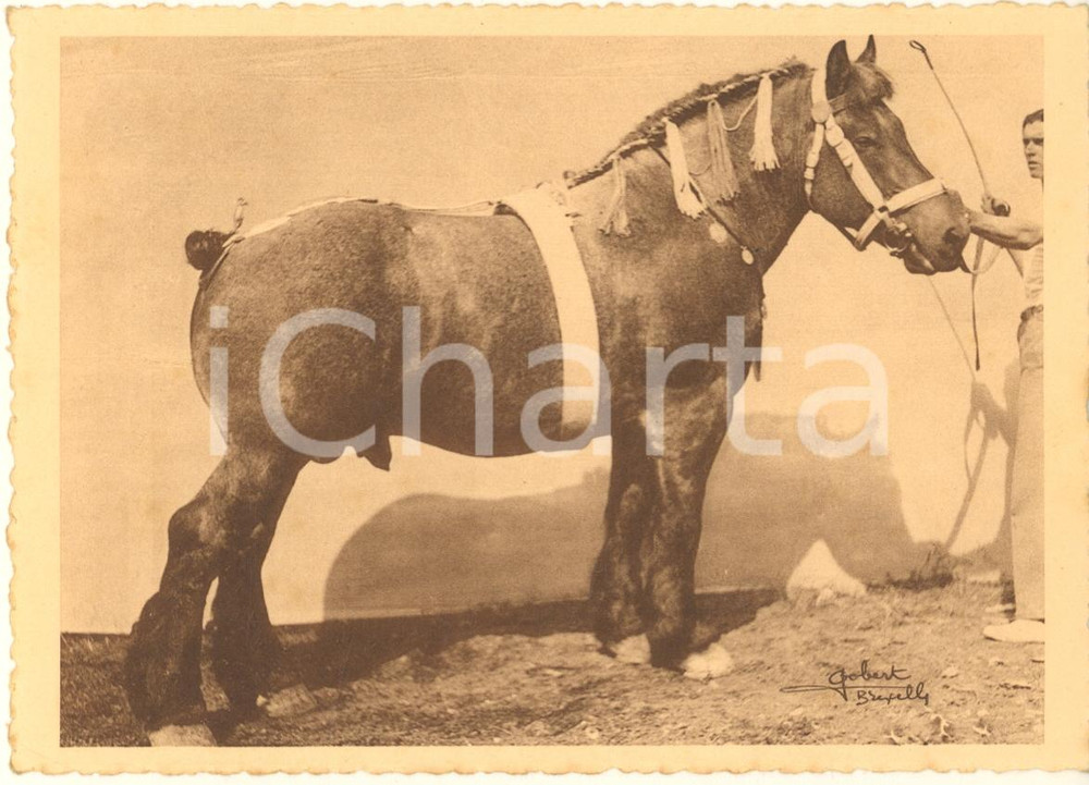 Cartolina originale da collezione 1938 BELGIQUE Cheval de trait belge  Concours  Mephisto du Beau Soleil 1