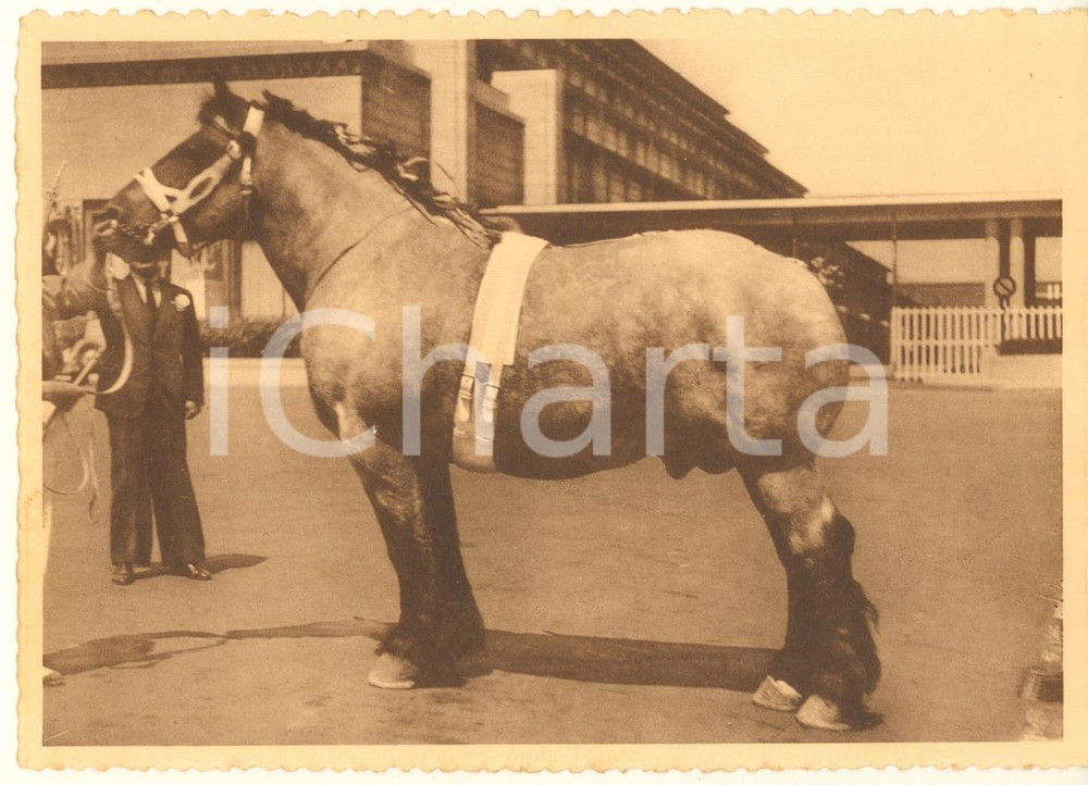 Cartolina originale da collezione 1938 BELGIQUE Cheval de trait belge  Concours  Vengeur de Vraimont Postcard 1
