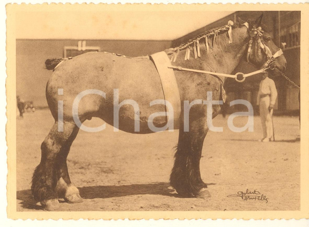 Cartolina originale da collezione 1938 BELGIQUE Cheval de trait belge  Concours  Gipsy de Velm jument Postcard 1